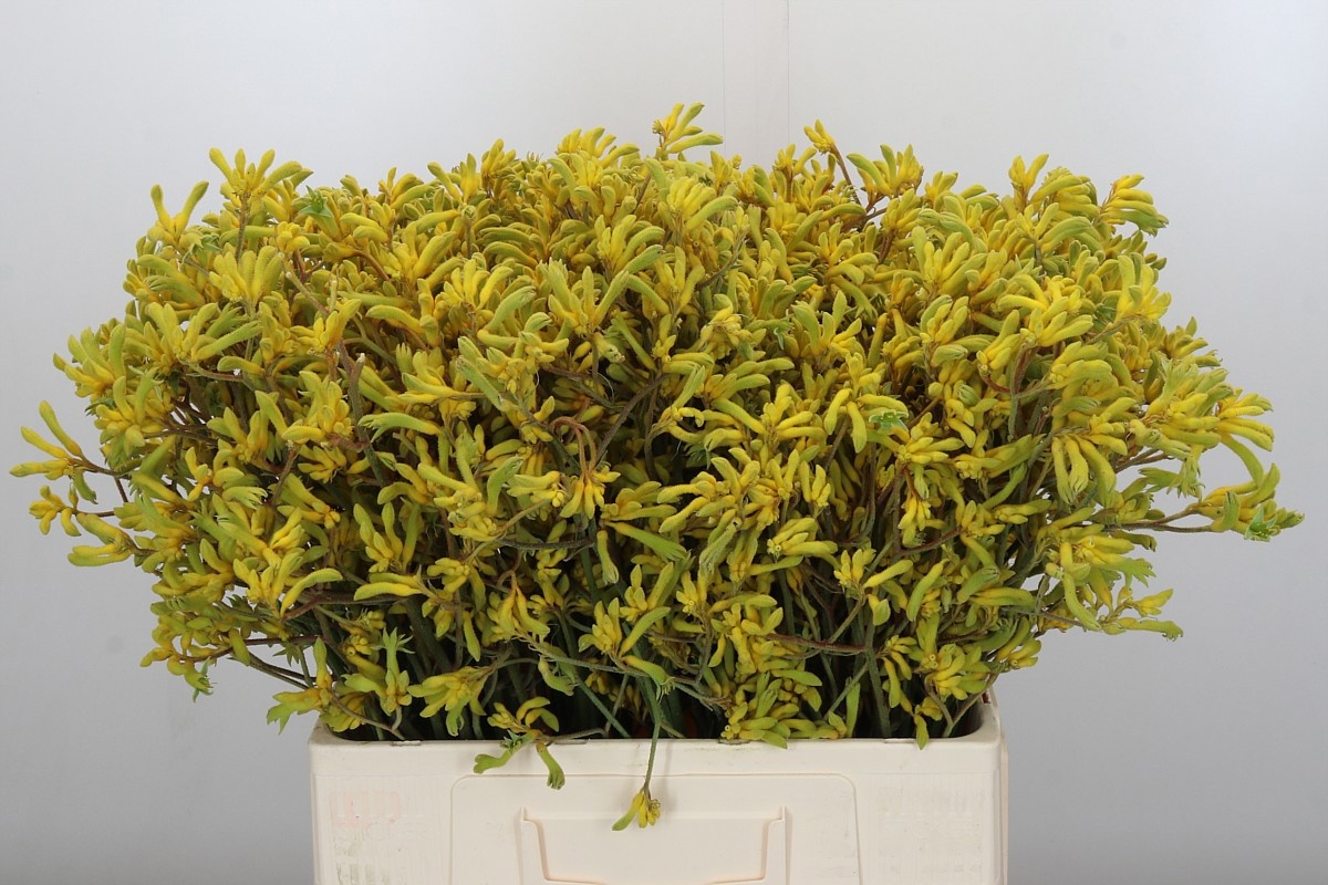 Анигозантус Баш Даун 60, шт.