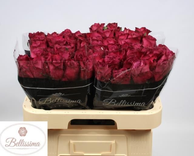 Роза од. Инвитэбл 60, шт.