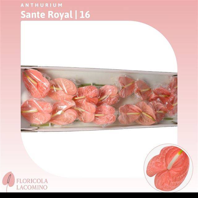 Антуриум Санте Роял, шт.