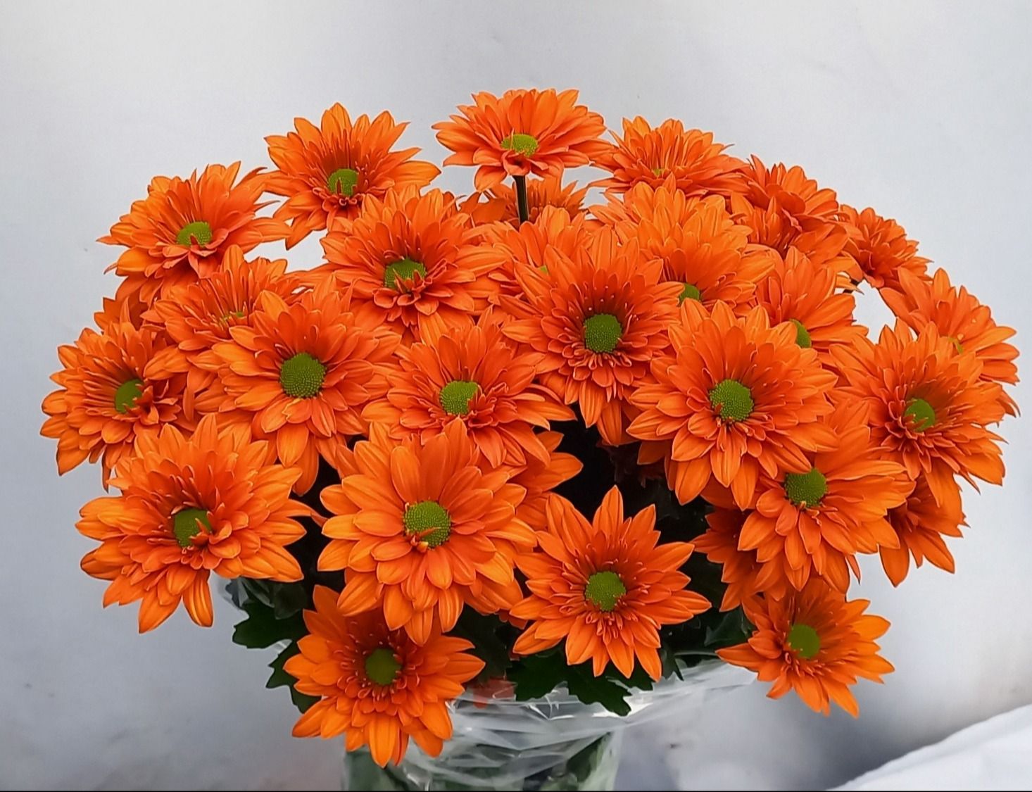 Хризантема куст. Маркато 70, шт.