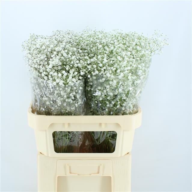 Гипсофила Квин 80, шт.