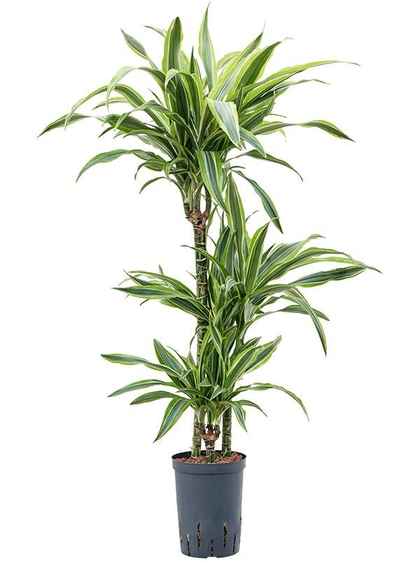 Dracaena fragrans 'Lemon Lime', D 15