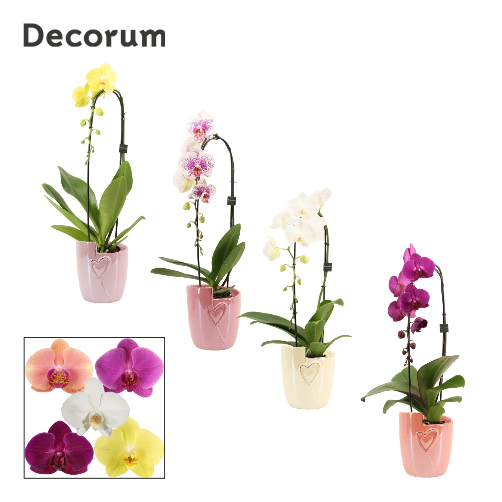 Phalaenopsis cascade 1 tak mix in Joa (Special moods-collection), D 12