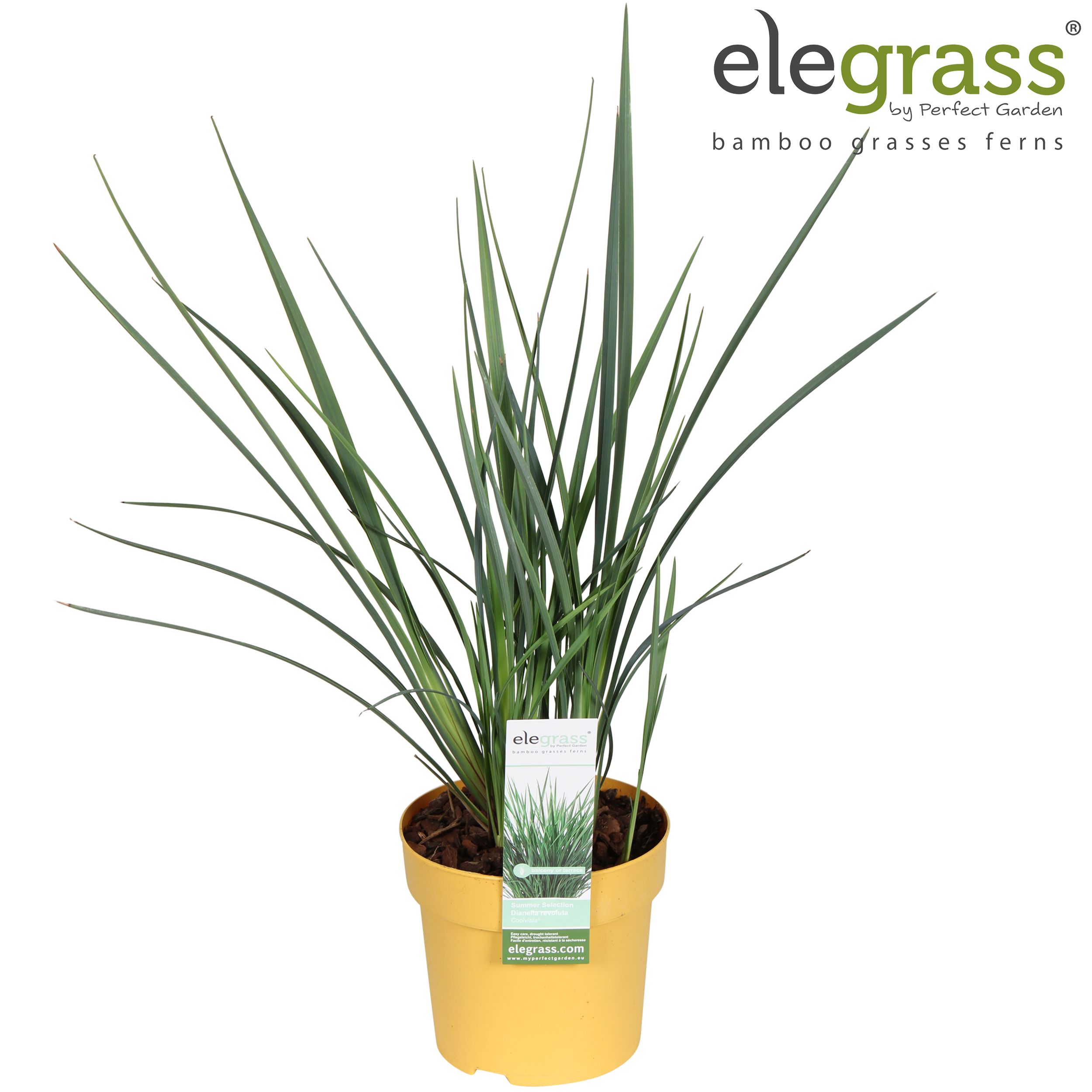 Dianella 'Coolvista' P14, D 14