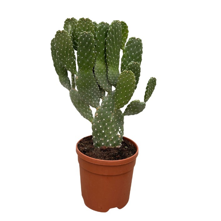 Opuntia Consolea - 70cm, D 21