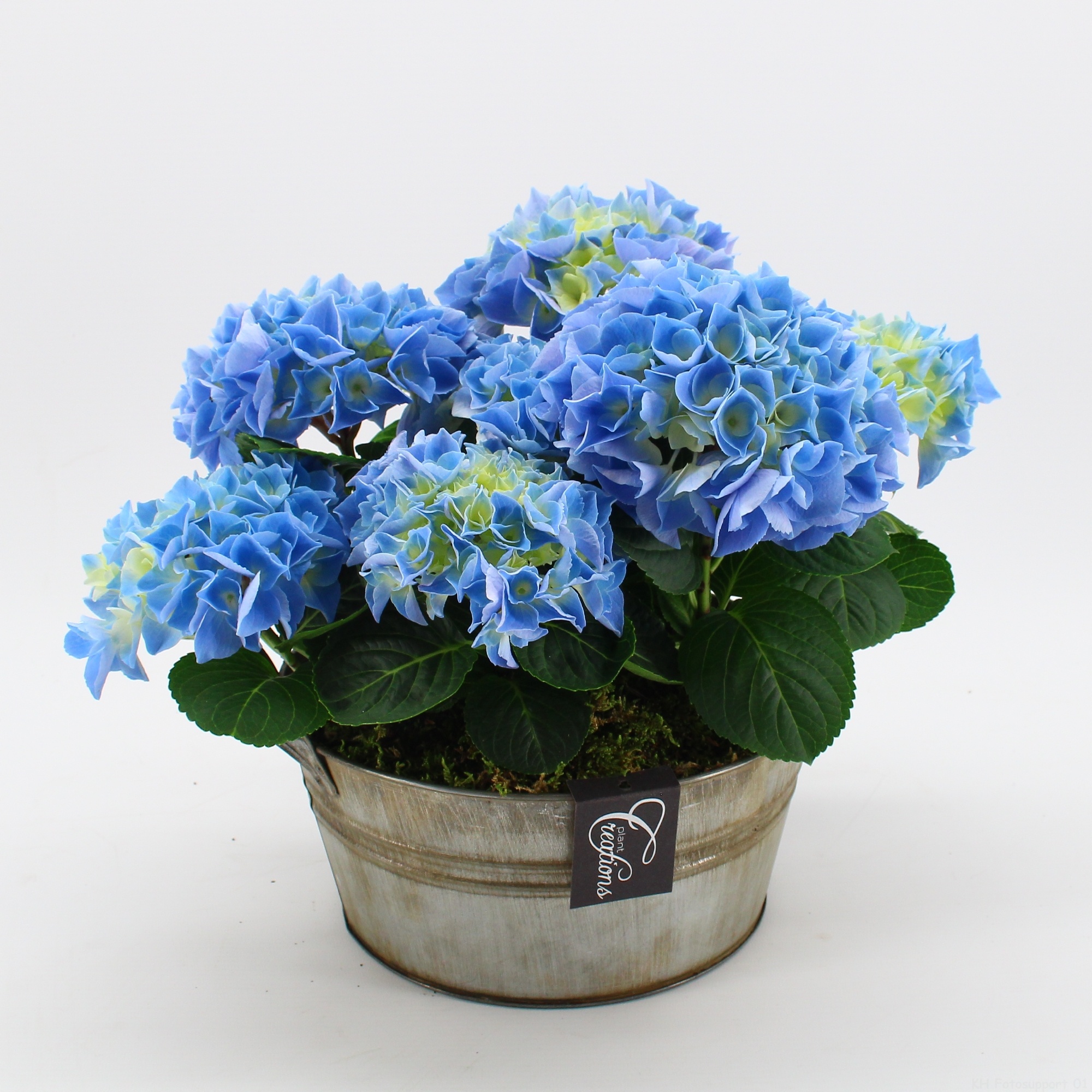 KHCR-2614B Hydrangea creations, D 23