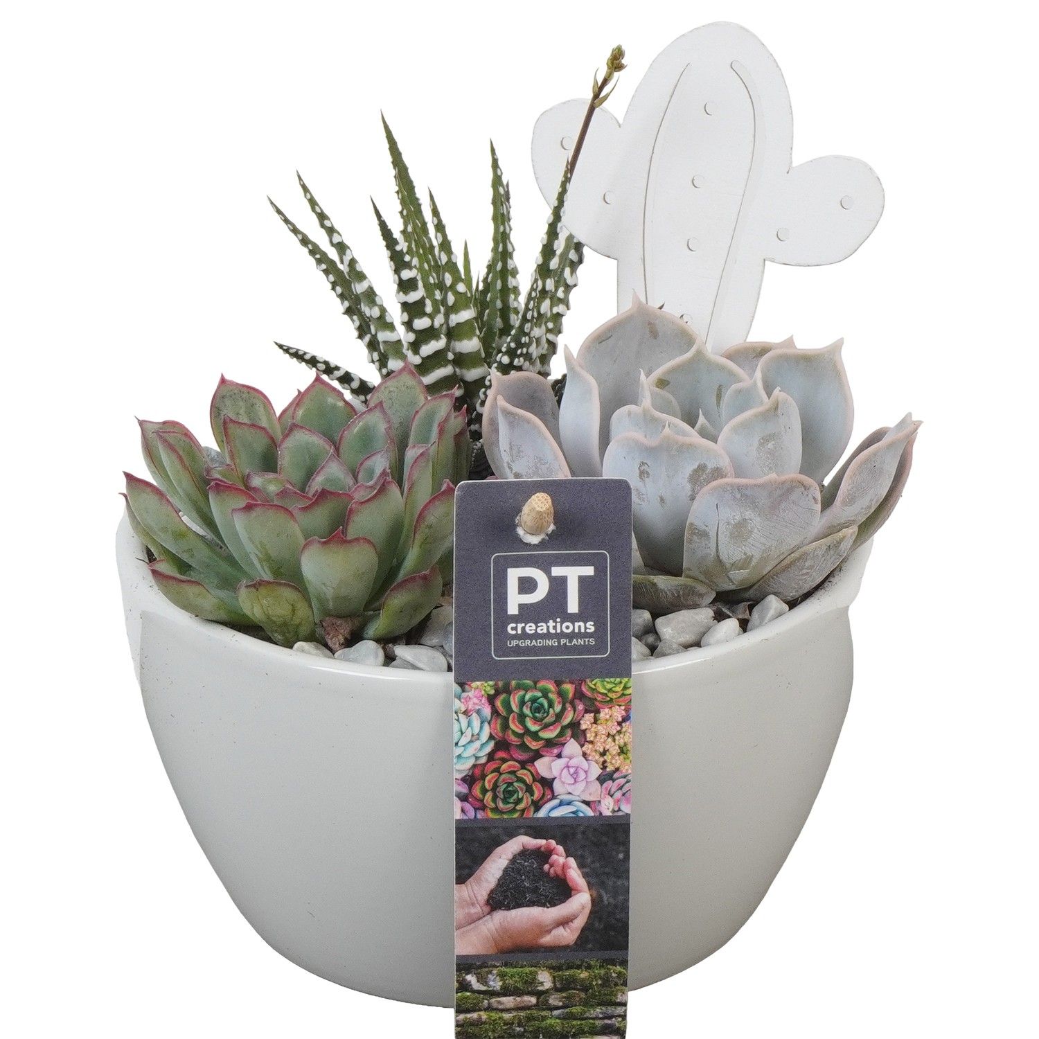 PTSU8440 Arrangement Succulenten in keramiek schaaltje, D 14