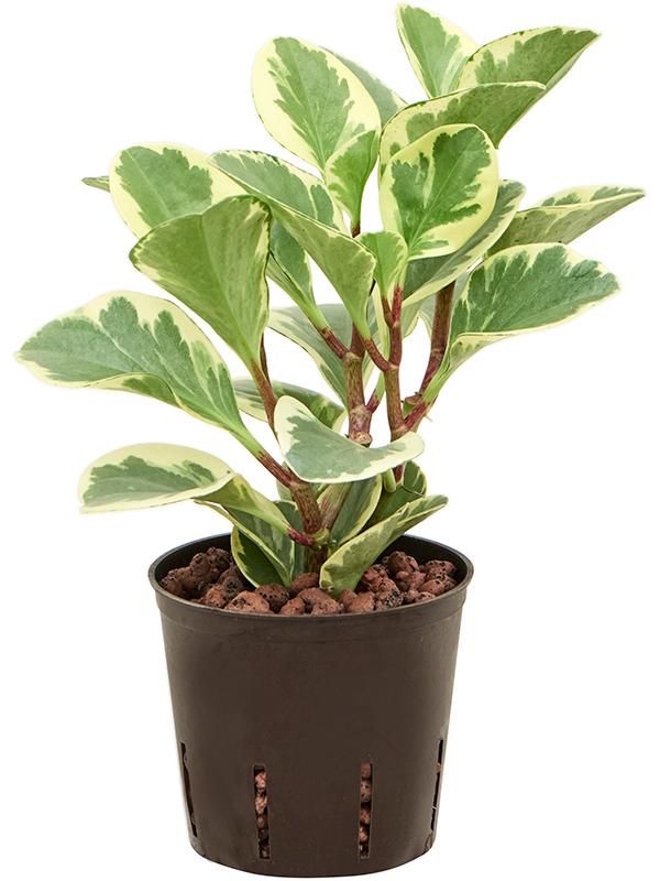 Peperomia 'USA', D 13