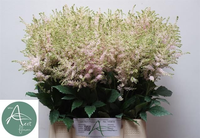 Астильба Европа 50 (светло-роз.), шт.