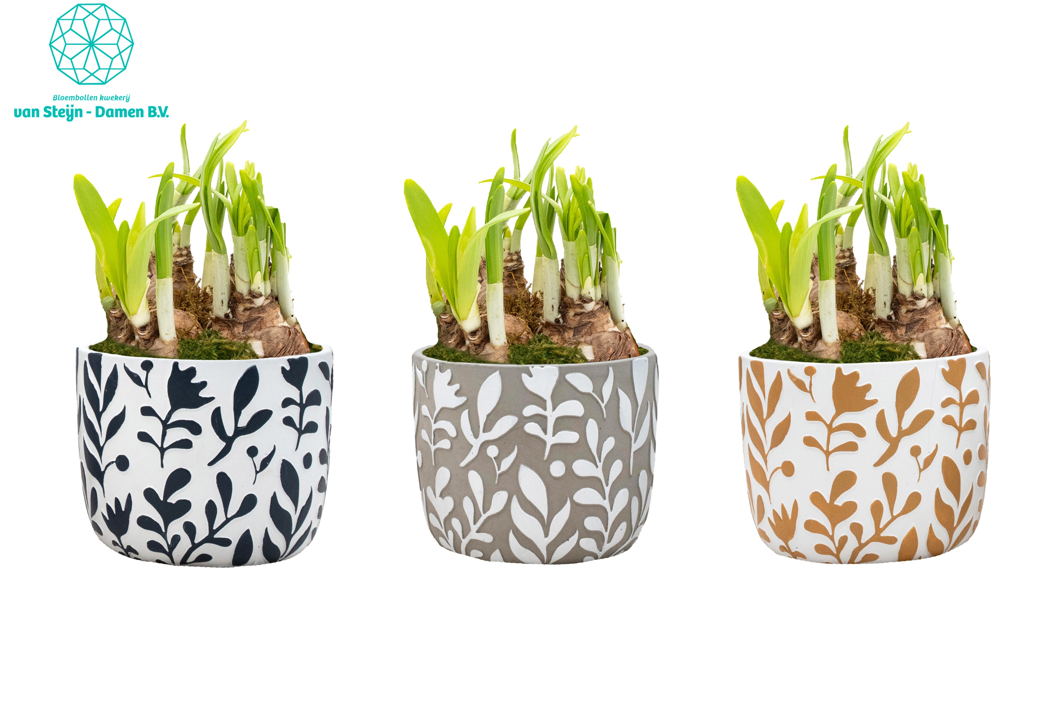 Narcissus 'Leaf & Form' (Without Moss), D 12