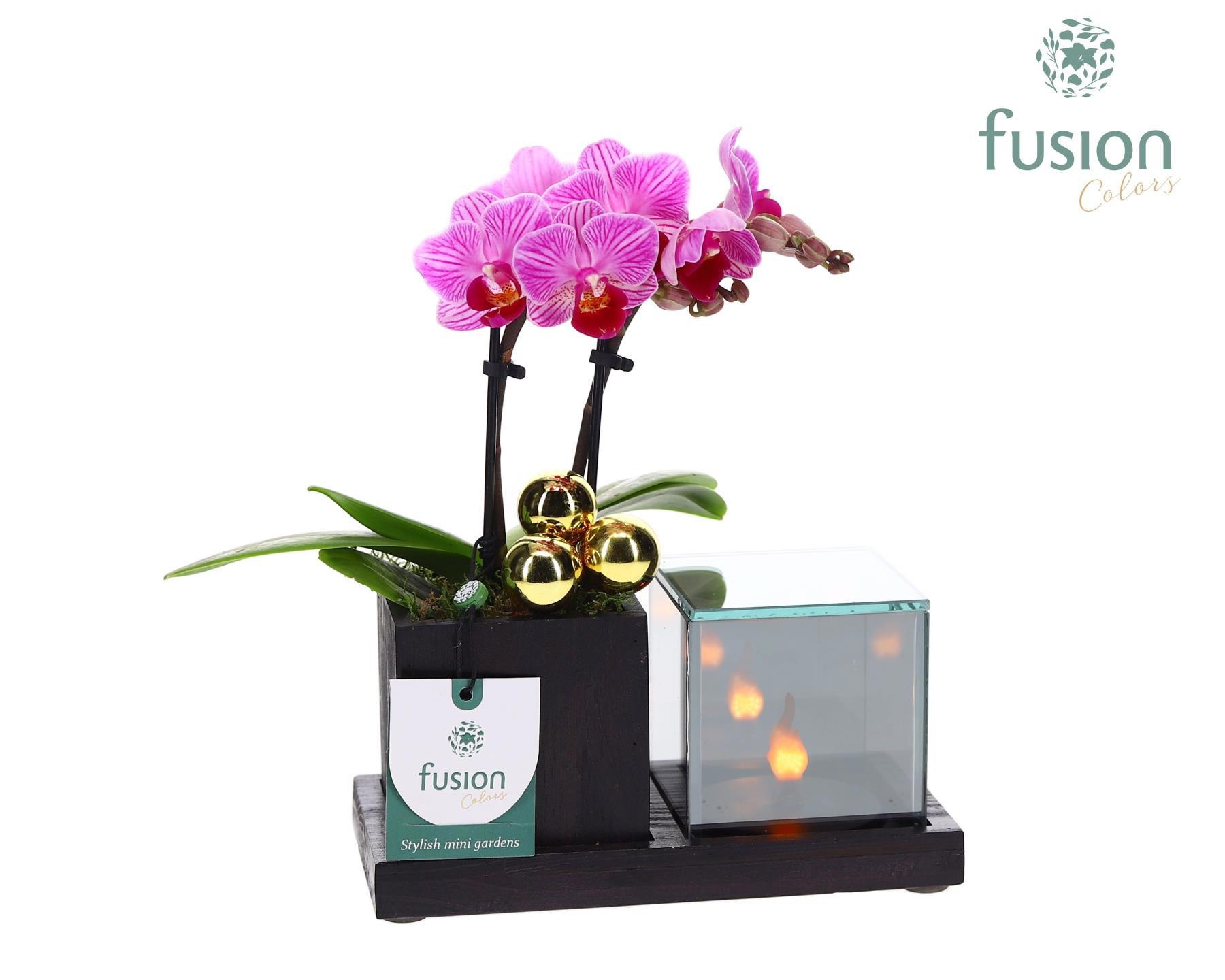 Houten Elegant LED planter met Phalaenopsis, D 19