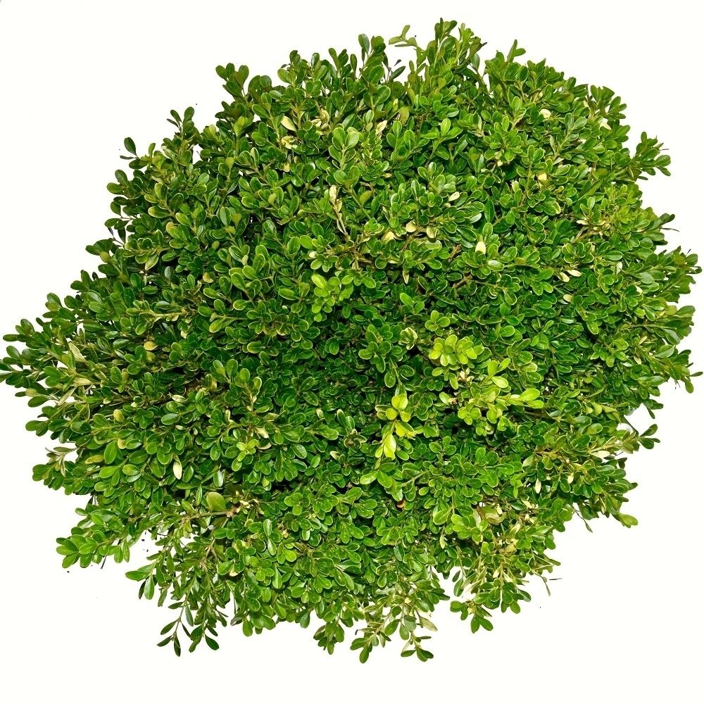 Buxus microphylla Herrenhausen 30-40cm bodembedekker, D 24