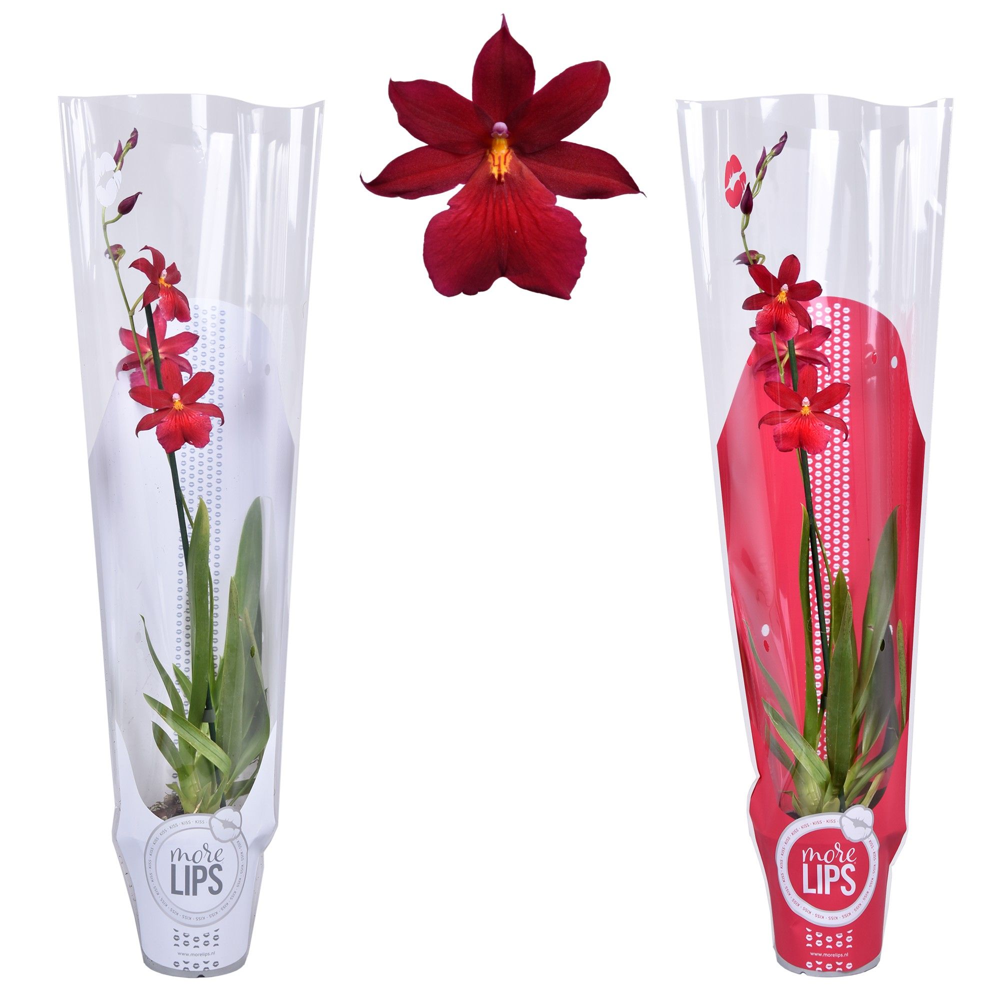 MoreLIPS® Cambria 'Nelly Isler' 1 tak met rode en witte showhoes, D 12