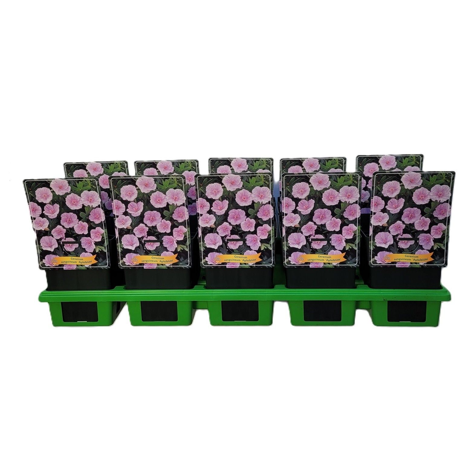 Geranium sanguineum 'Apfelblüte' P11, D 11