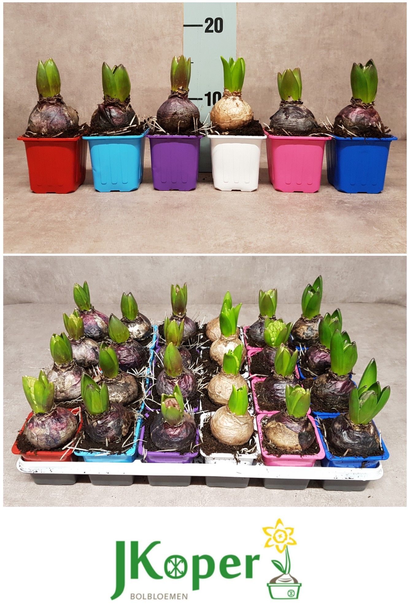 Hyacint 7 cm - 6 kleuren gemengd in tray., D 7