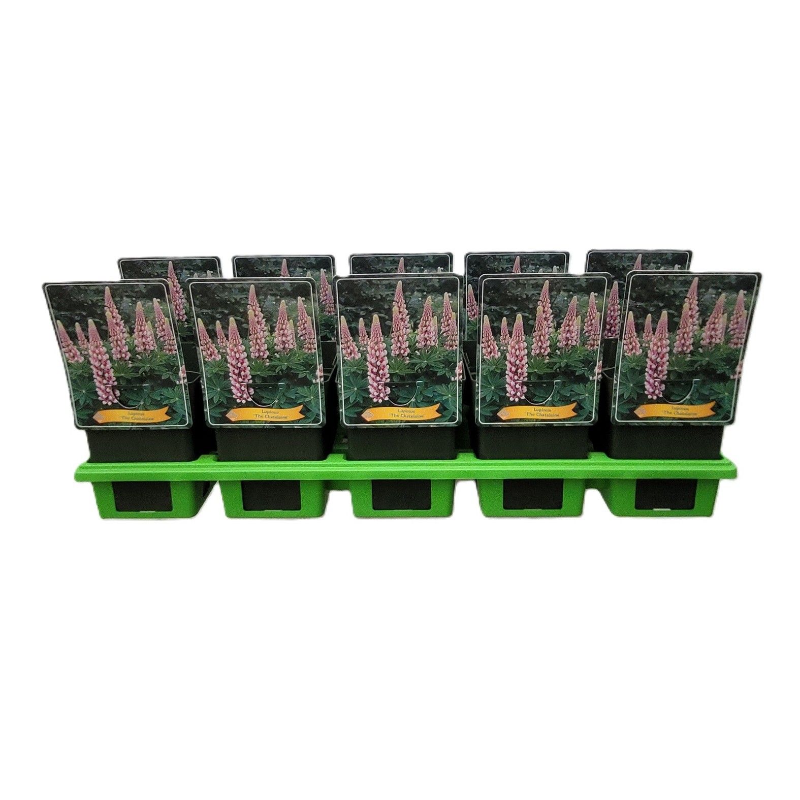 Lupinus 'The Chatelaine' P11, D 11 cm
