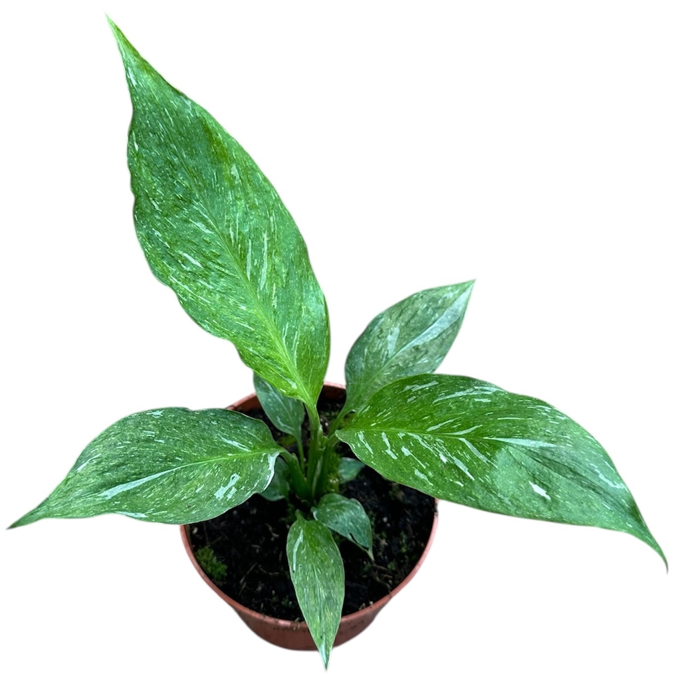 Spathiphyllum Diamond, D 10,5 cm