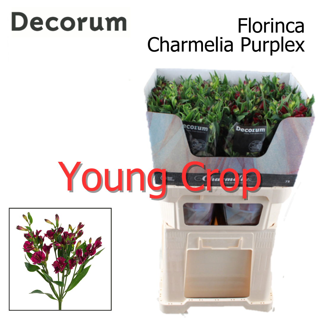 Альстромерия Шармелия Перпл, шт.