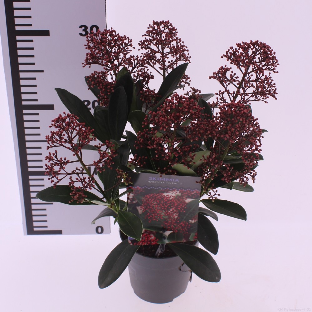 Skimmia jap. 'Rubella', D 10,5