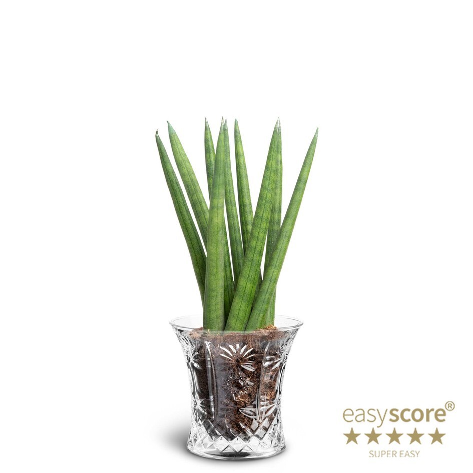 SANSEVIERIA CYLINDRICA 40631617 Crystal Spaghetti, D 7 cm