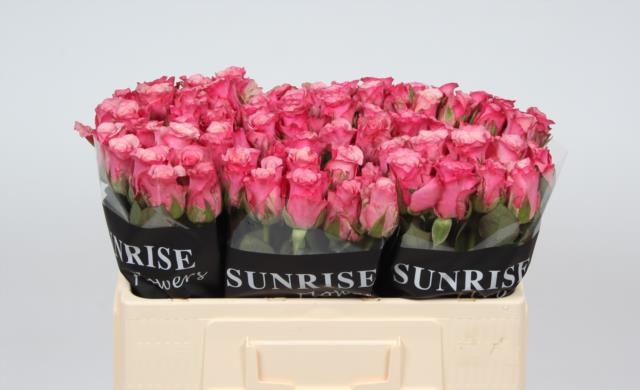 Роза од. Овериг 50, шт.