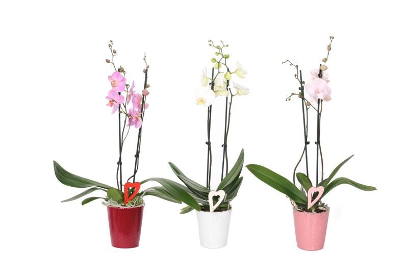 Zoe p12 dots mix candy Phal mix 2T14+, D 12 cm