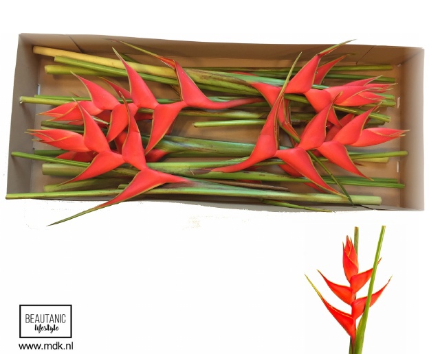 Геликония Ирис x8, шт.