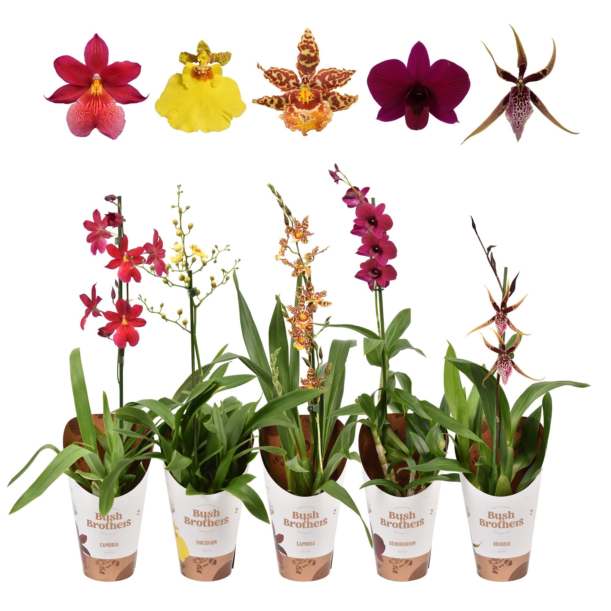 Orchideeën mix 1 tak 12 cm, D 12