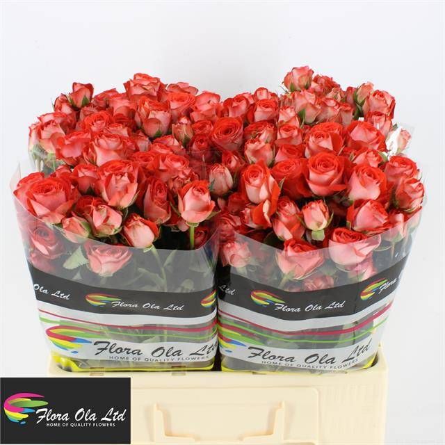 Роза куст. Задик! 60, шт.