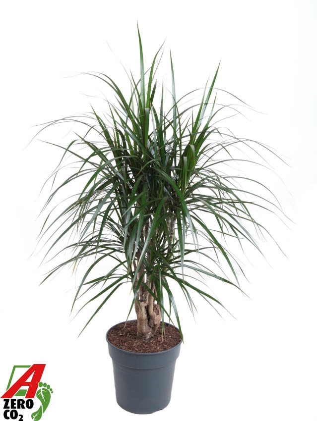 Dracaena Marginata vertakt P24, D 24