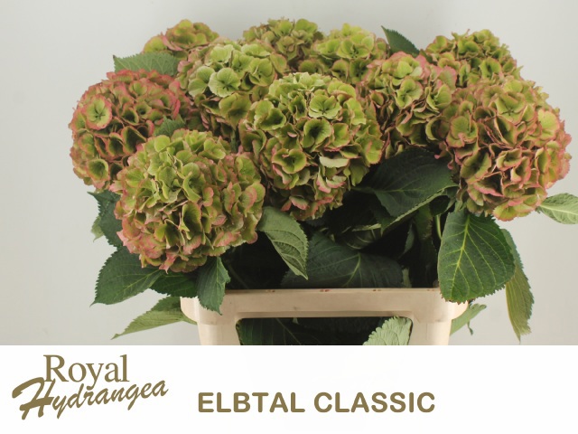 Гортензия Элбтал Классик 80, шт.