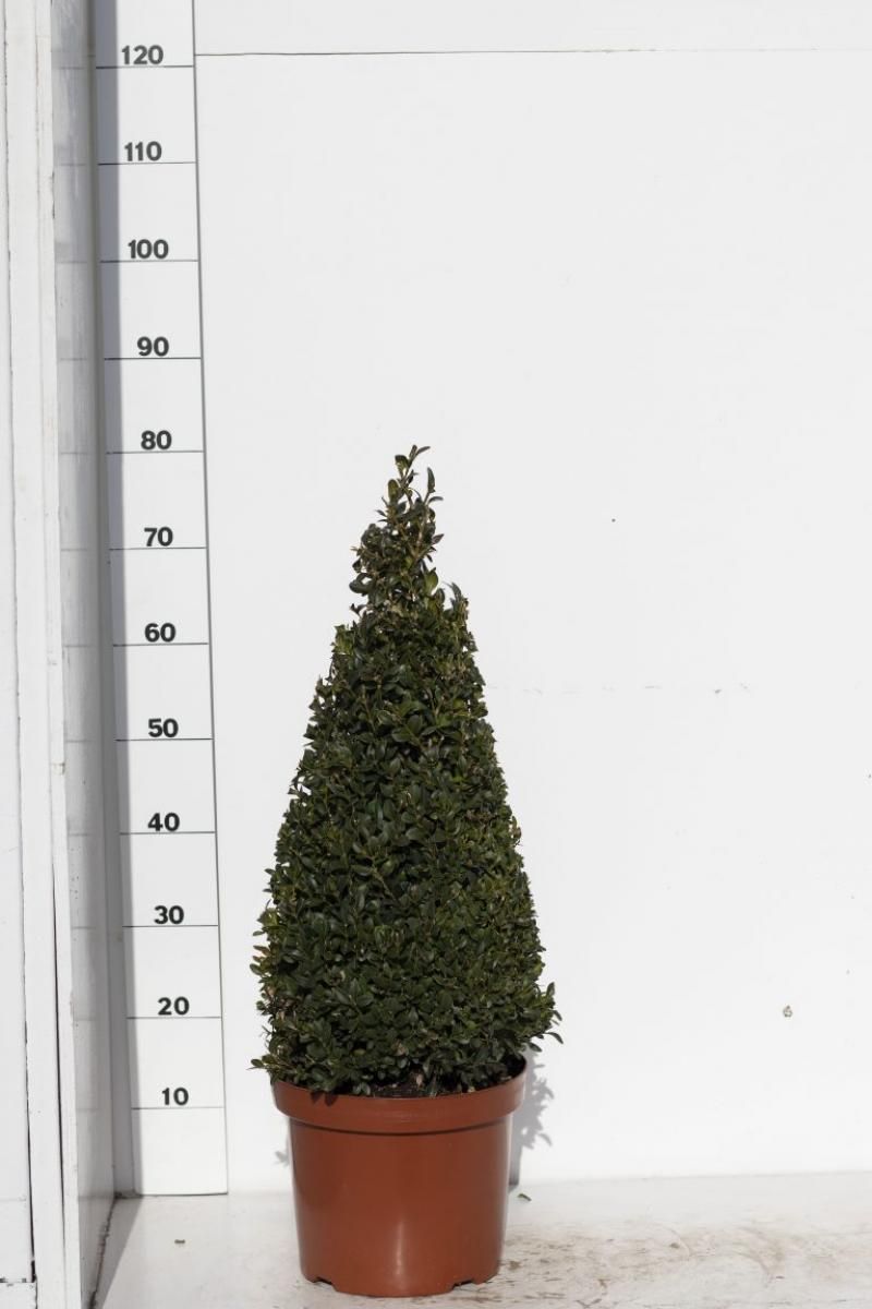 Buxus sempervirens, kegel, D 28