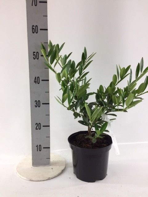 Prunus laur. 'Otto Luyken' 30-40cm, D 19