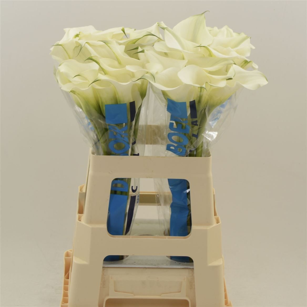 Калла Кэптен Вентура 60 (бел.), шт.