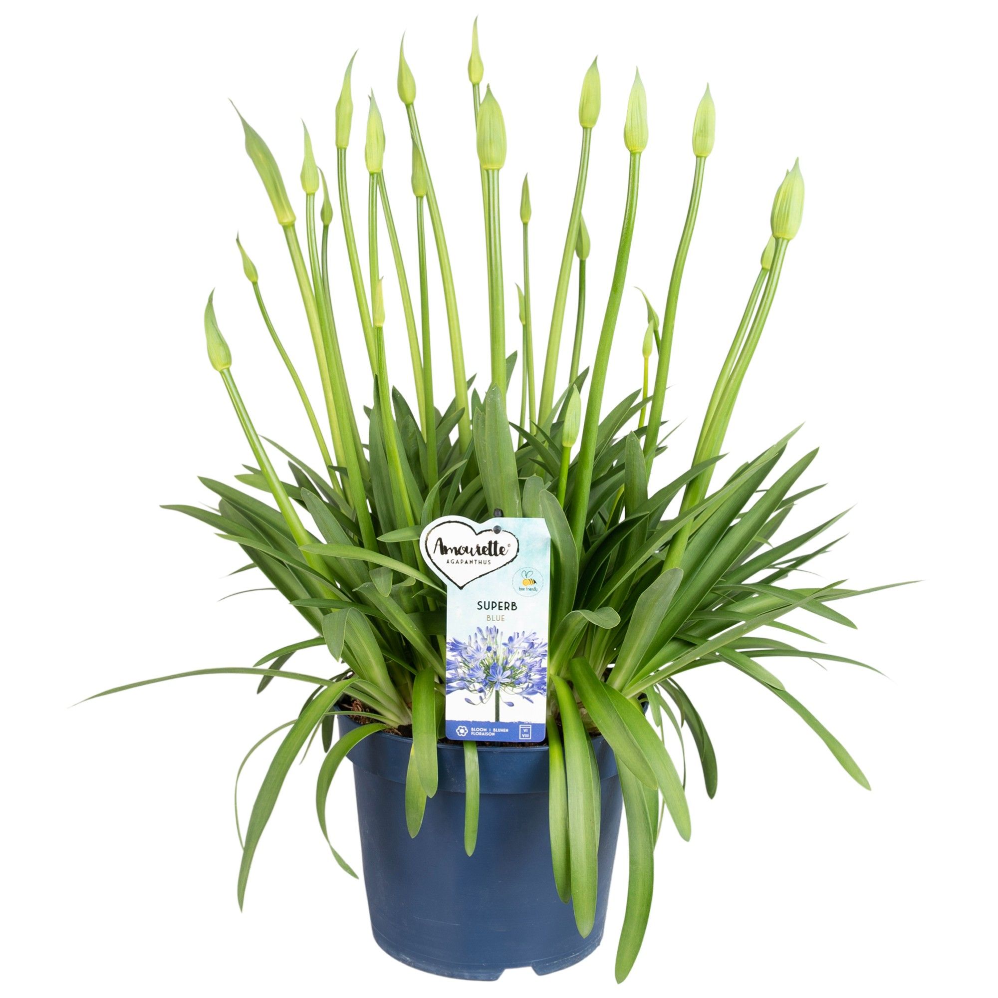 Agapanthus Amourette Superb Blue, 15+ tak, D 23