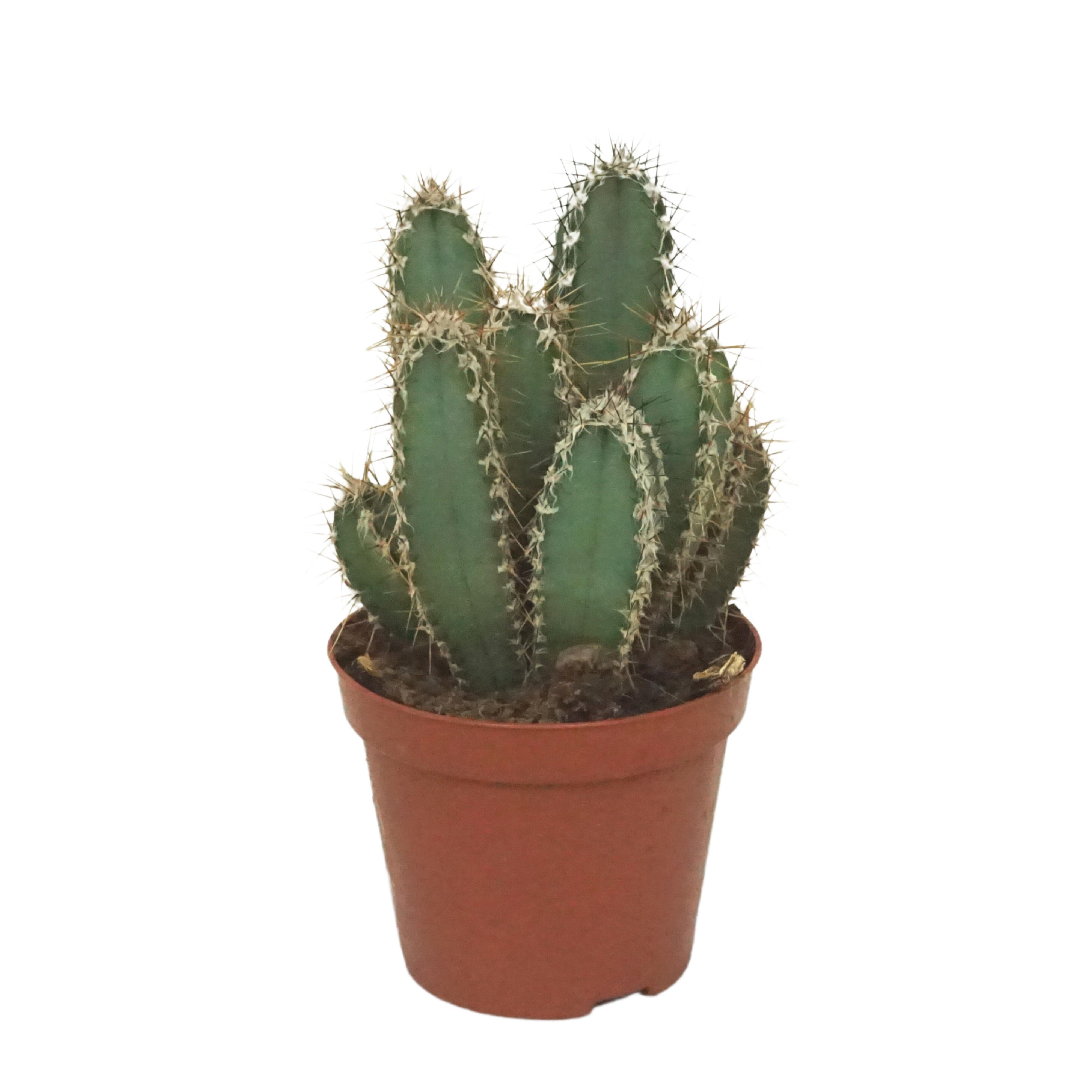 Cereus forbesii 8,5 cm, D 8,5