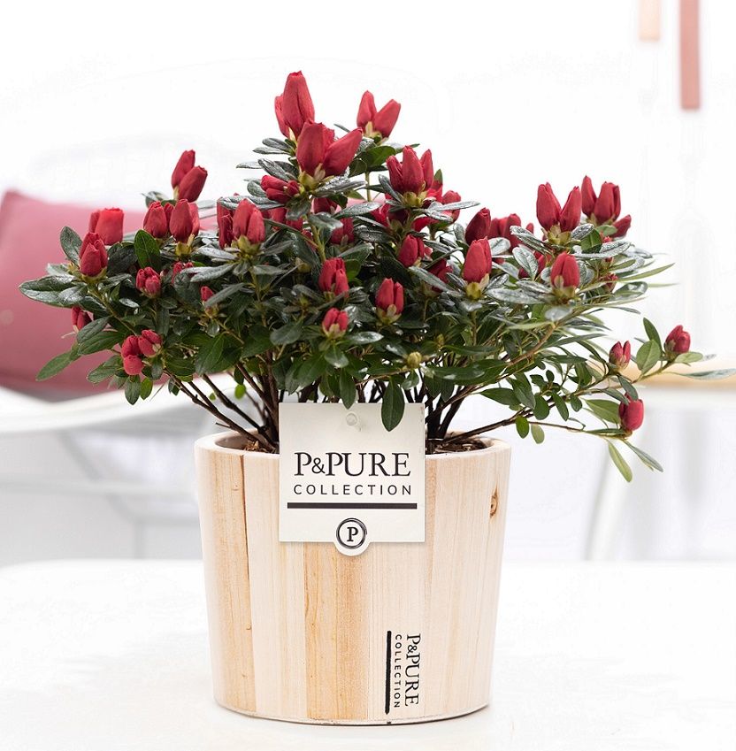1st class Azalea red in P&PURE Wood 5, D 12