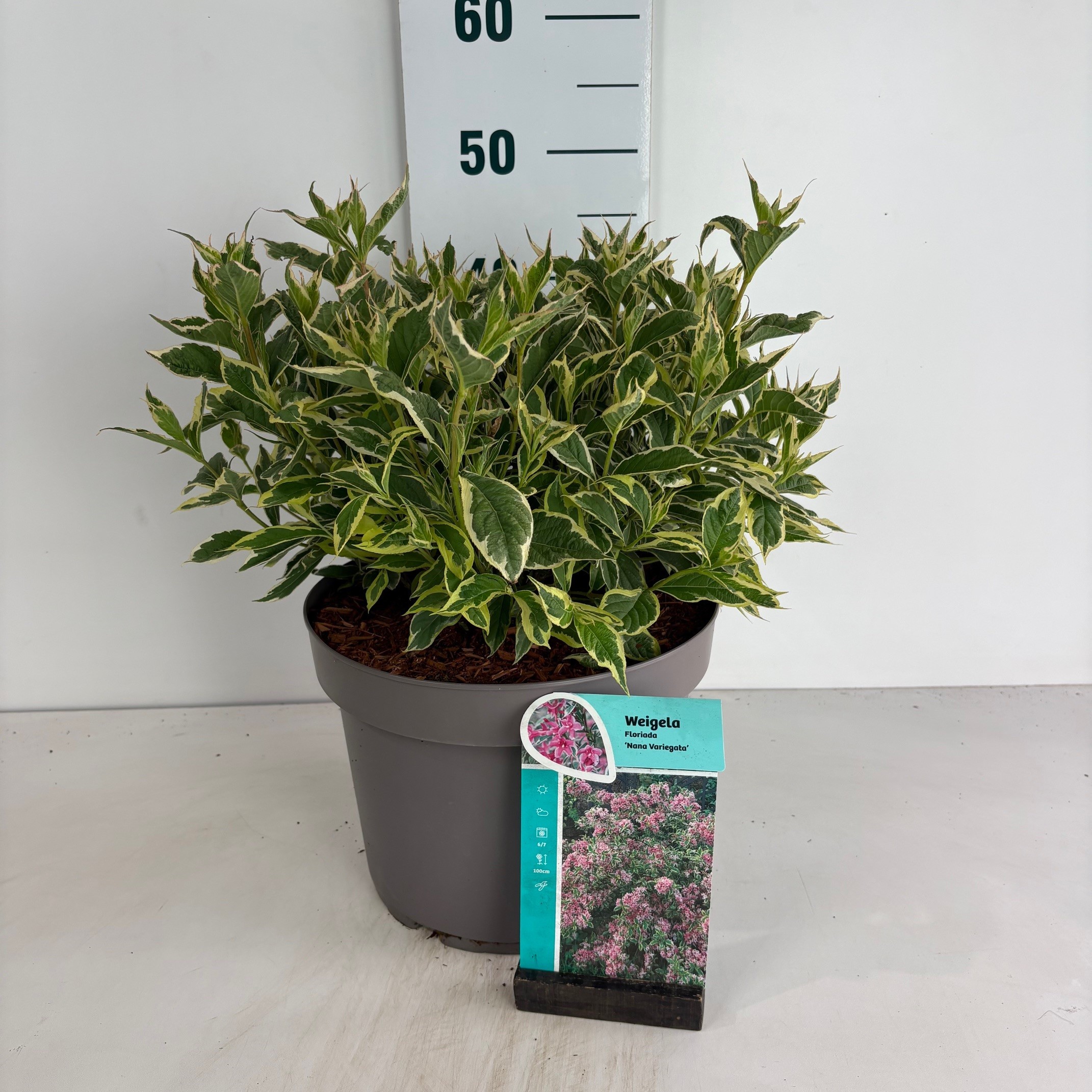 Weigela Nana Variegata, D 29 cm Weigela Nana Variegata, D 29 cm