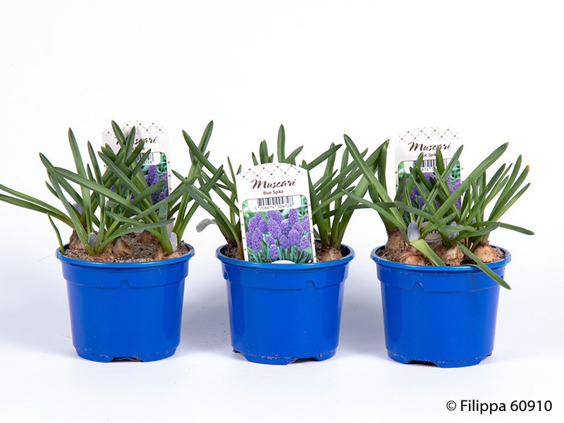 MUSCARI ARMENIACUM 'BLUE SPIKE', D 9