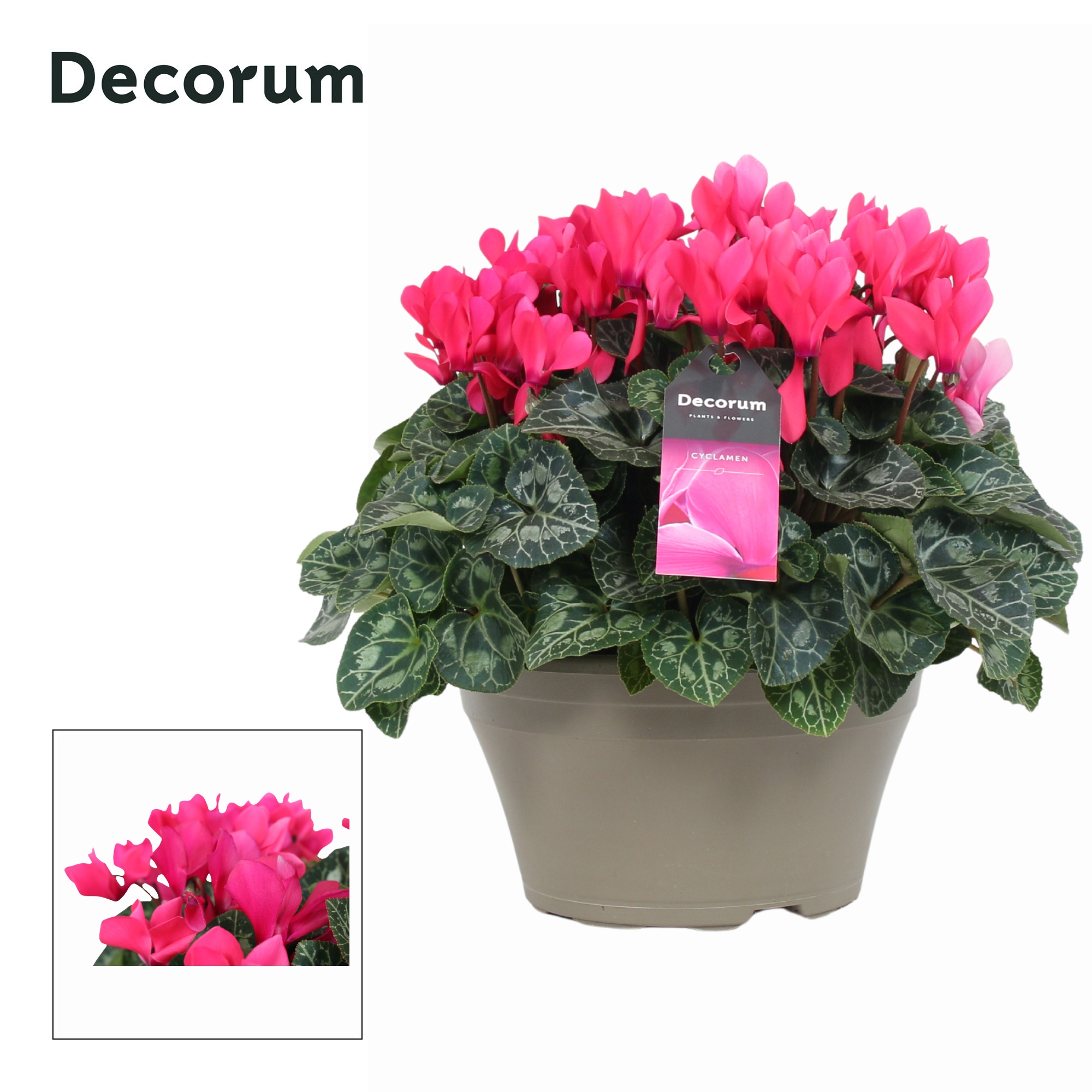 Cyclaam Garden Roze Schaal Taupe (Decorum), D 22 cm