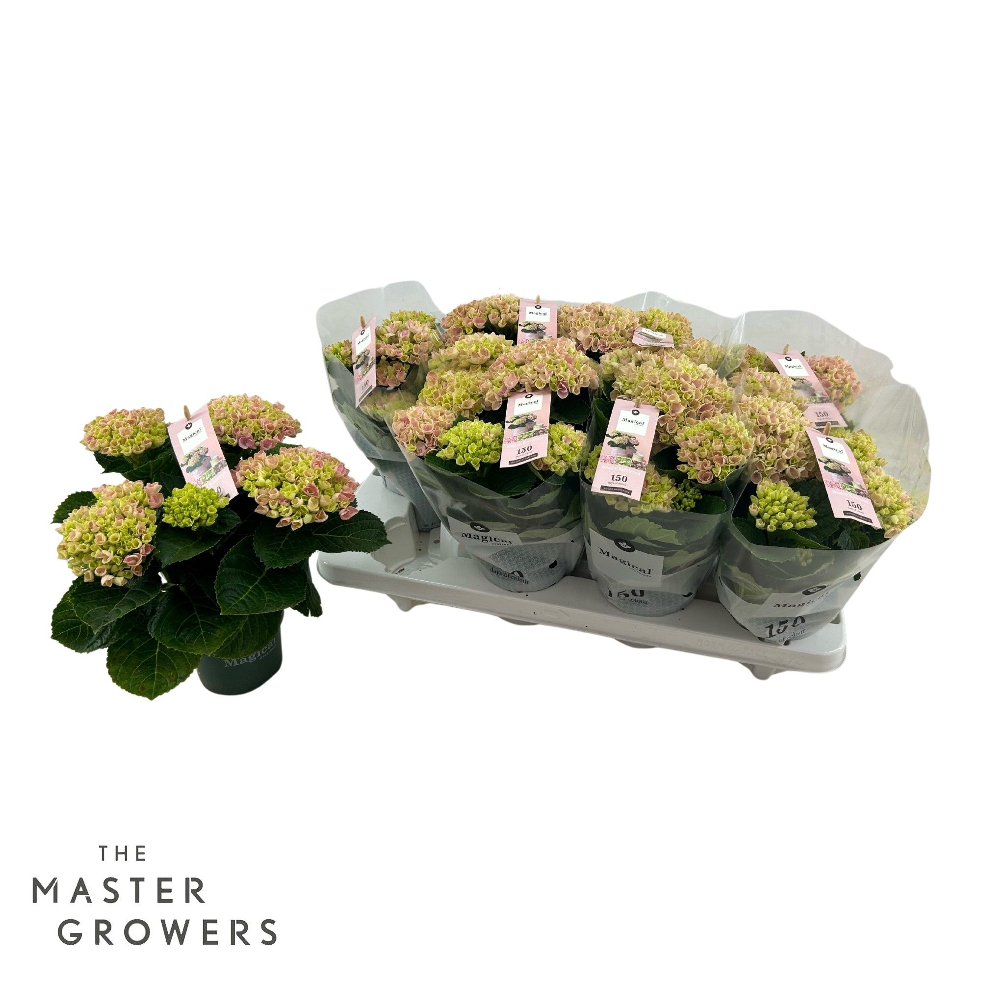 Hydrangea marc. Magical Revolution 10.5 cm Roze 3-5 Bloem, D 10,5
