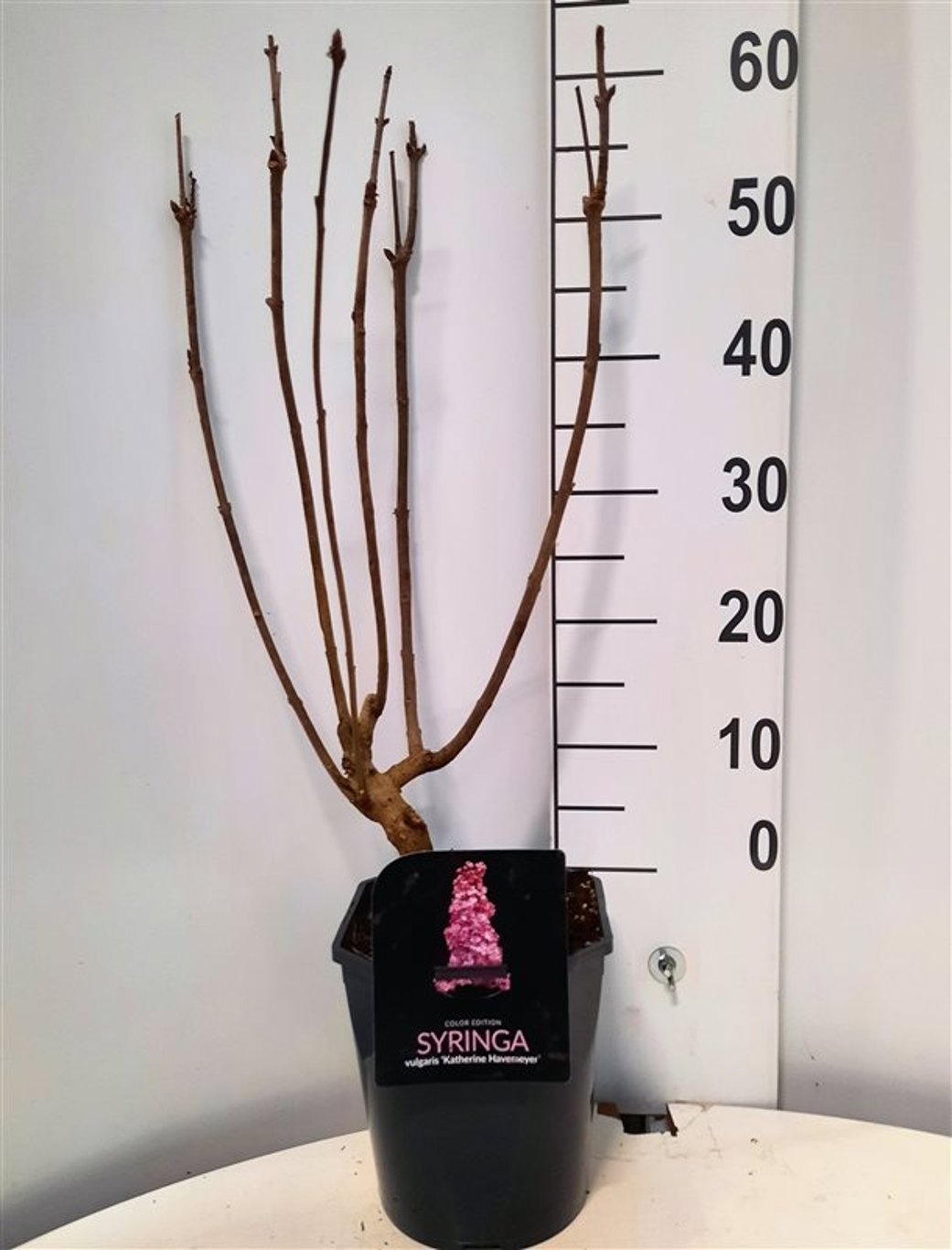 Syringa vulgaris Katherine Havemeyer, D 21