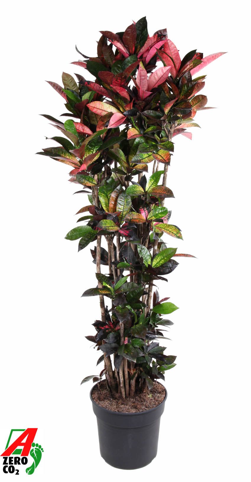 Codiaeum Mrs Iceton vertakt P40-200, D 40