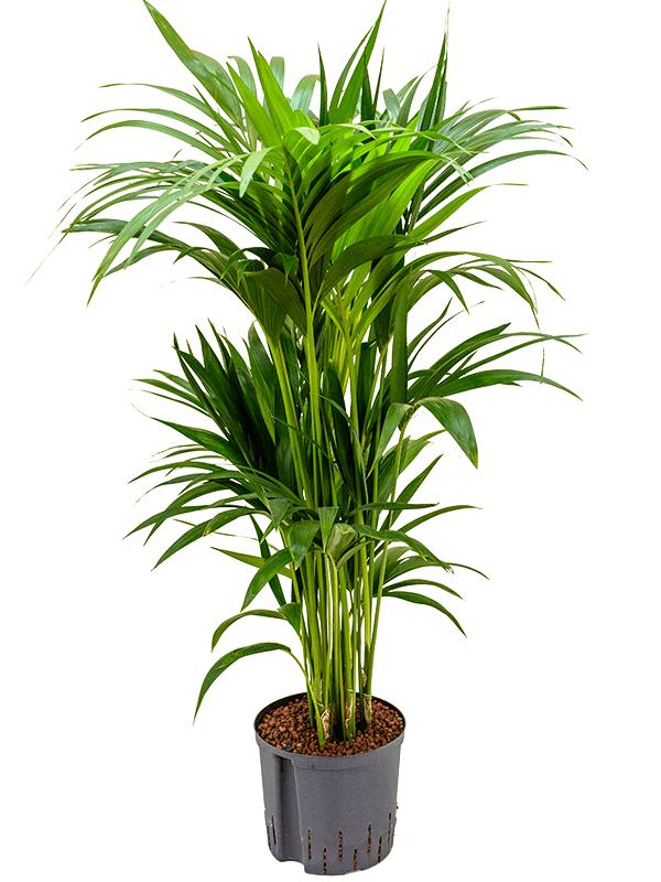 Kentia (Howea) forsteriana, D 22