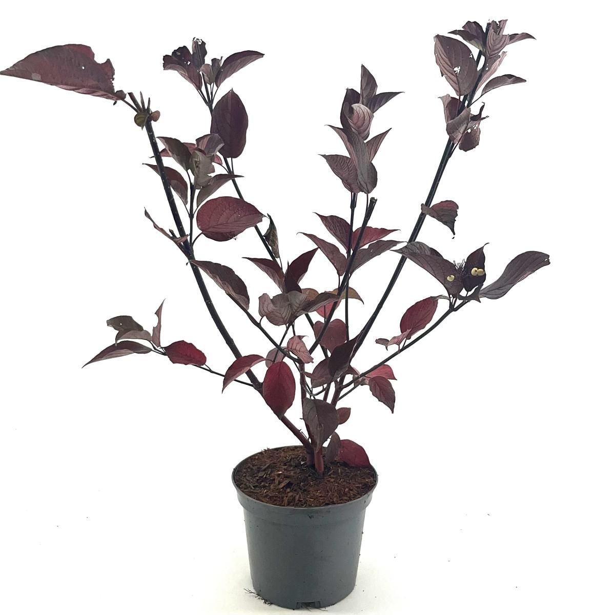 Cornus alba 'Kesselringii', D 19 cm