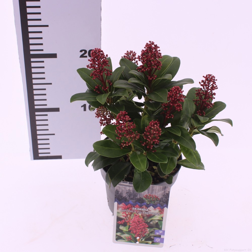 Skimmia japonica 'Celebrations', D 13 cm
