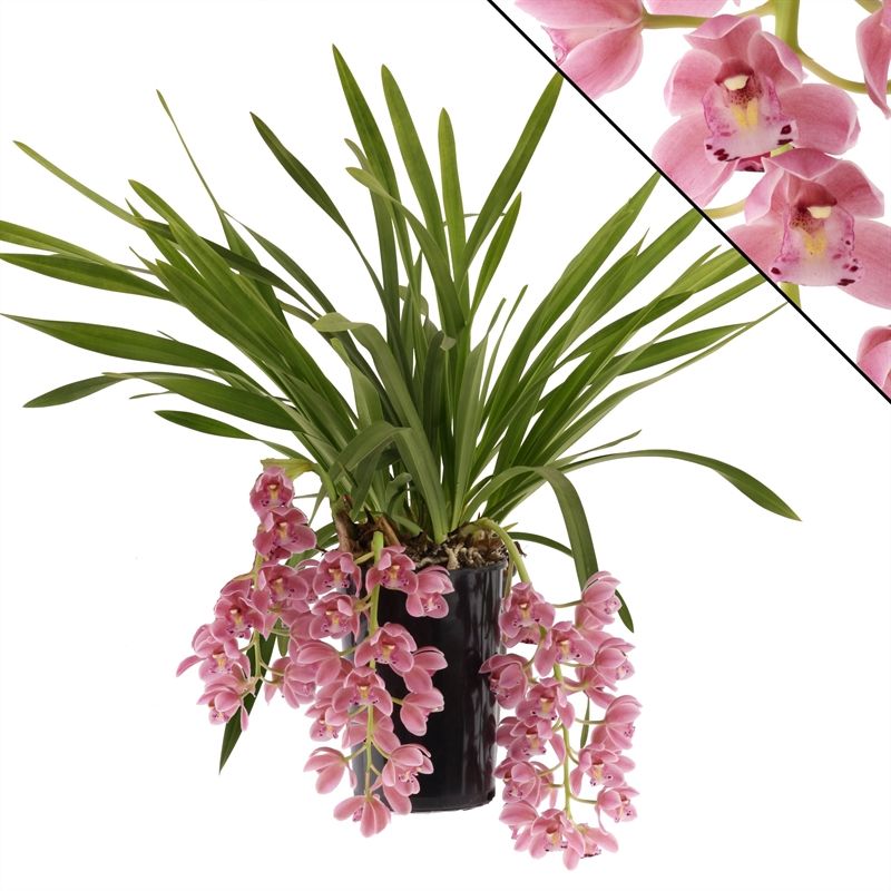 Cymbidium p14 cascade Sakura 3-4T, D 14