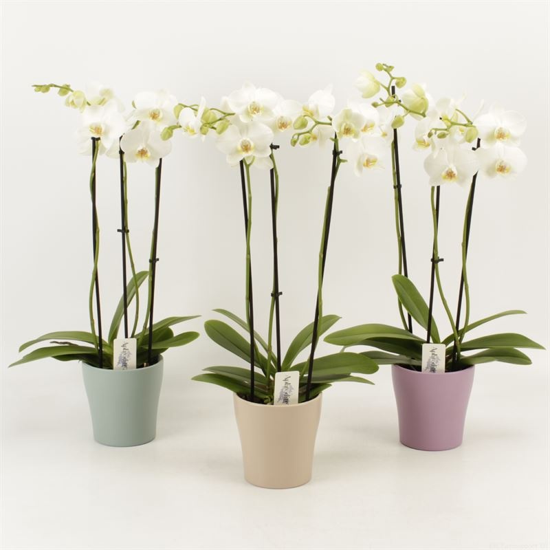 Phalaenopsis overig wit 3 tak wit in Moederdag keramiek, D 12