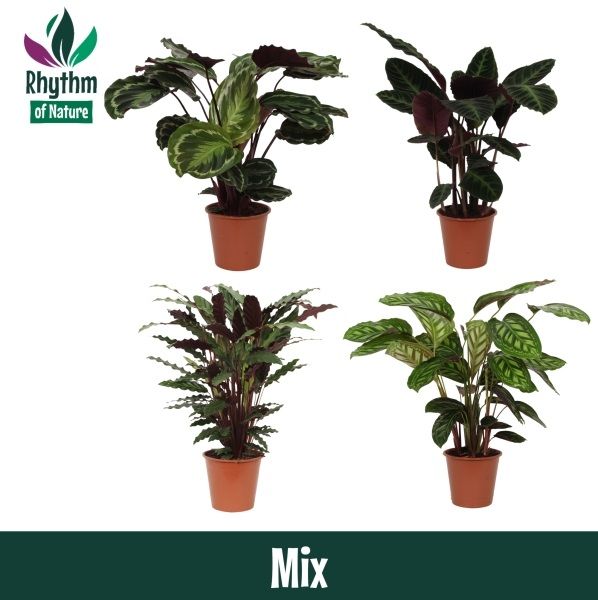 Calathea 19cm gemengd - Rhythm of Nature zonder hoes, D 19
