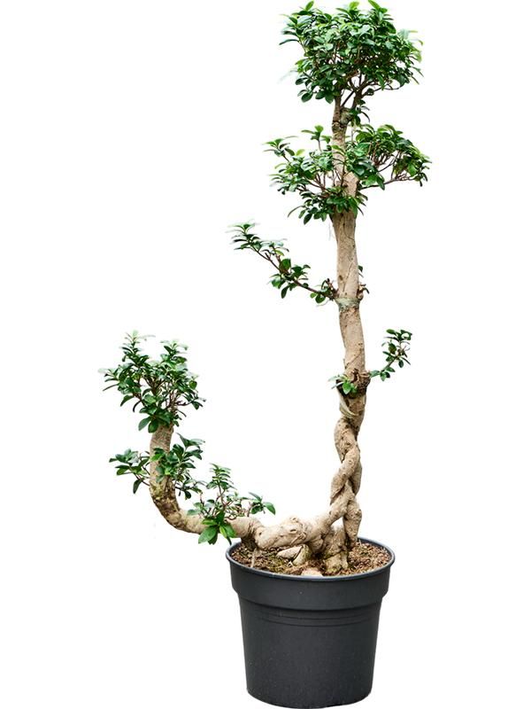 Ficus microcarpa 'Compacta', D 38 cm